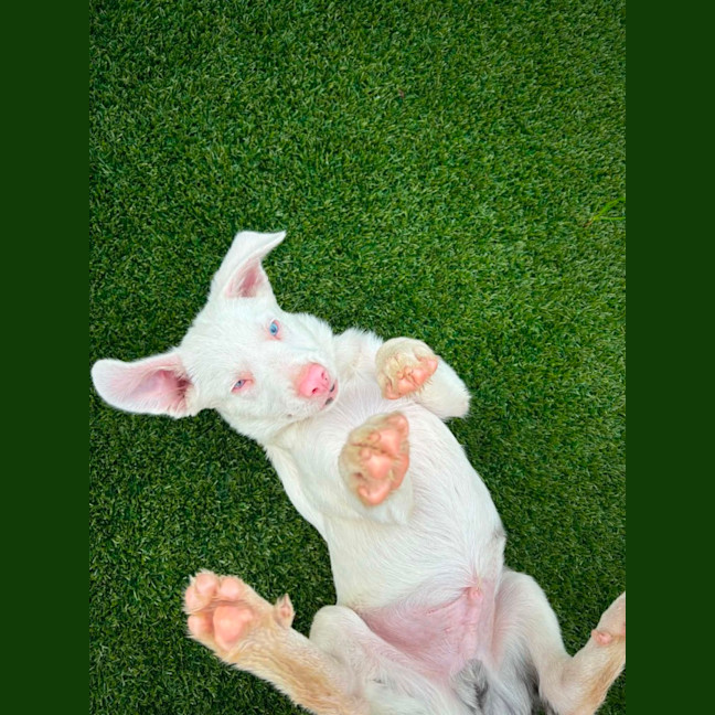 Photo of Kirby