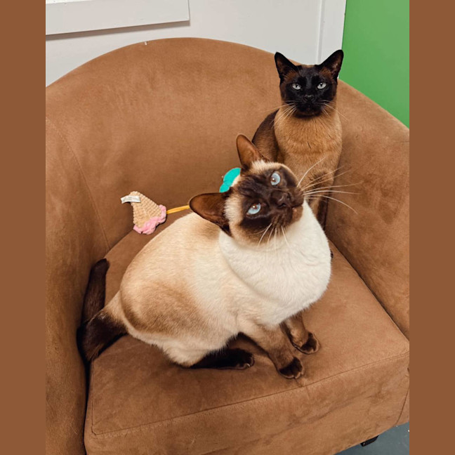 Photo of Thomas (And Loki)