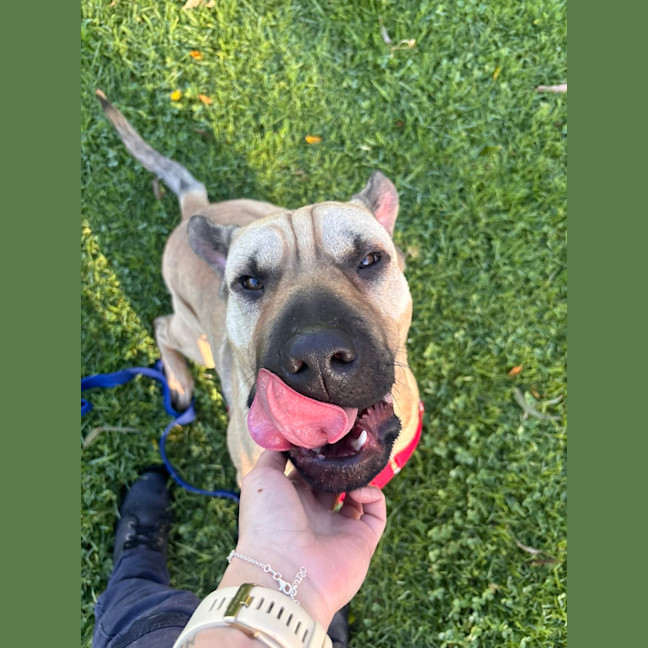 Photo of Gypsy
