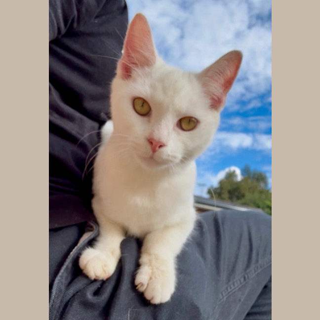 Photo of Remy