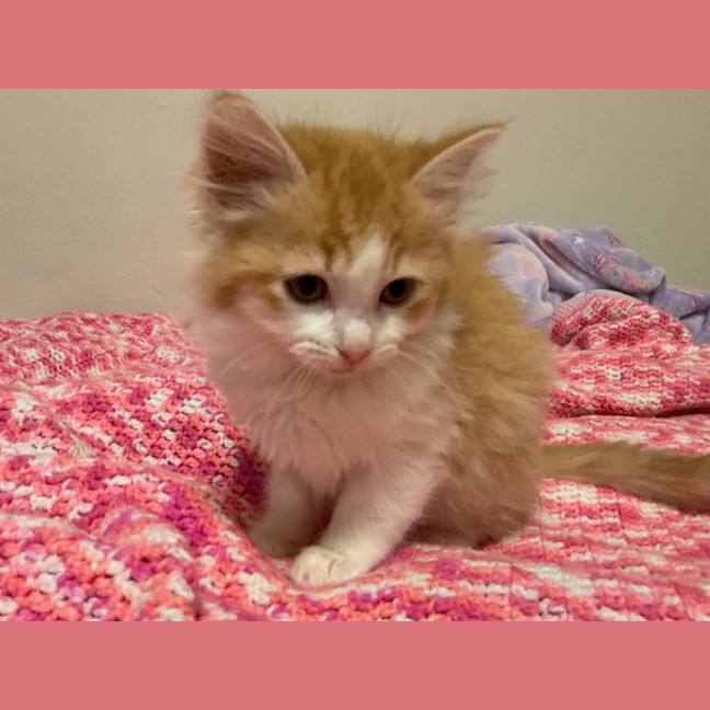 Photo of Mozzarella 