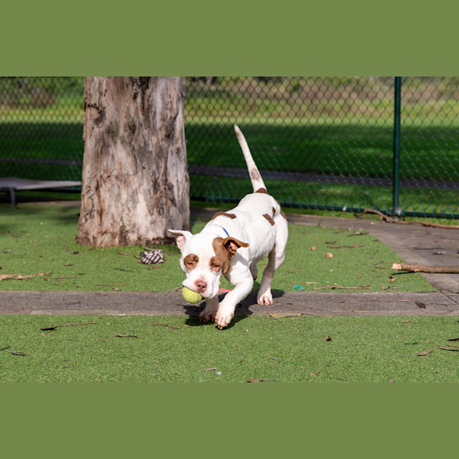 Photo of Tazzie