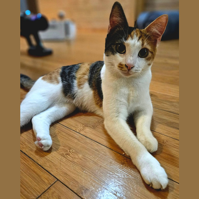 Photo of Daphne