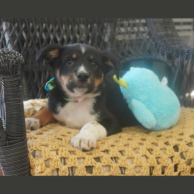Photo of Tucker