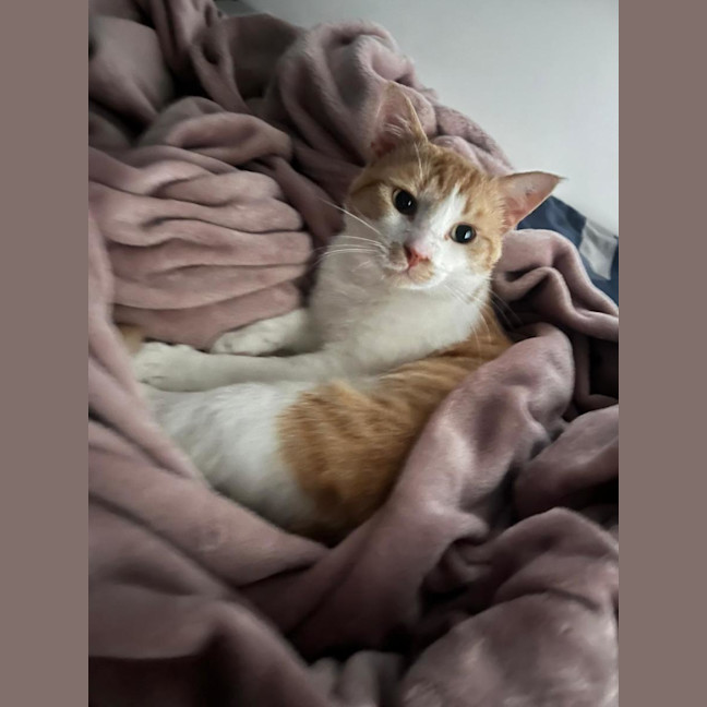 Photo of Pumpkin