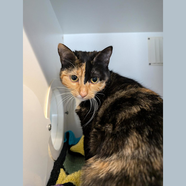 Photo of Chickpea