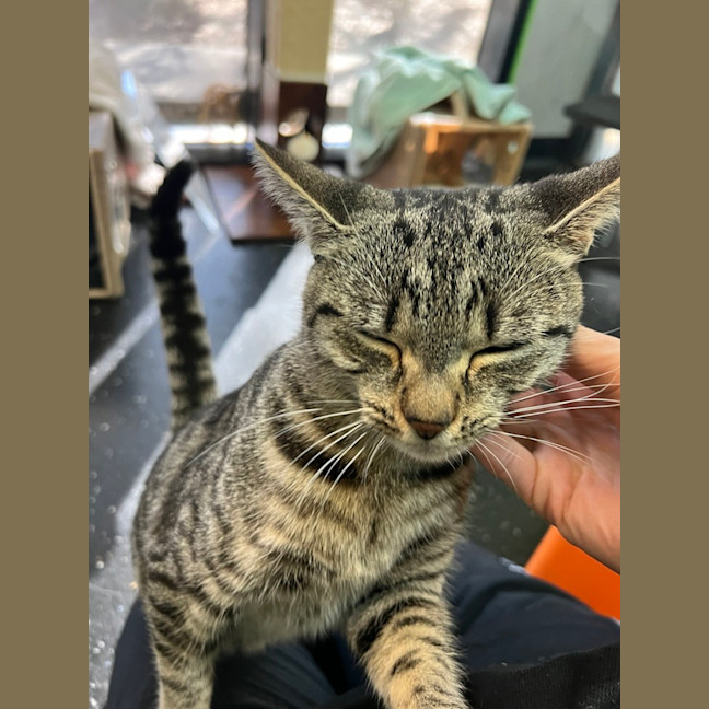 Photo of Tabby Princess