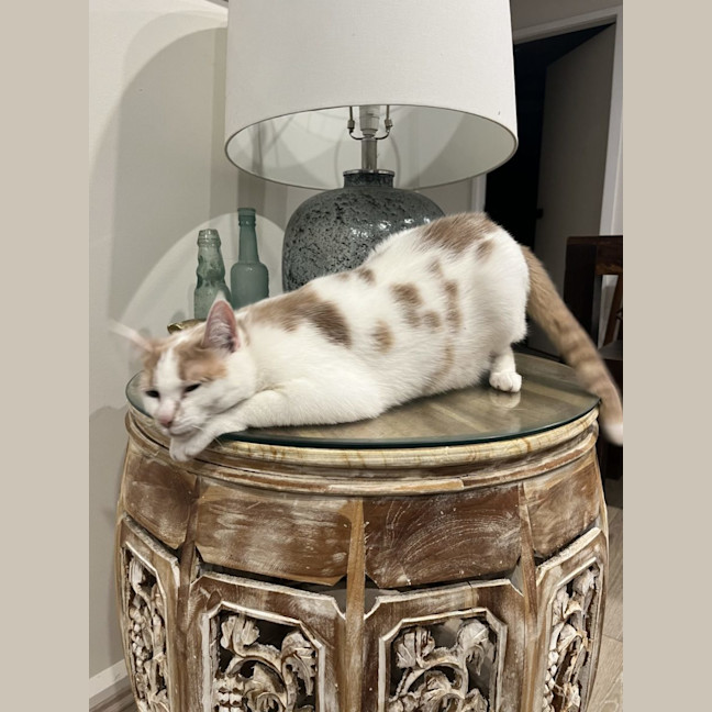 Photo of Tiger Lilly Assisted Rehoming