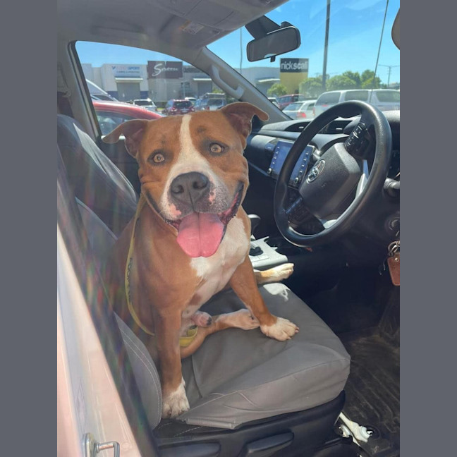 Photo of Bosco 