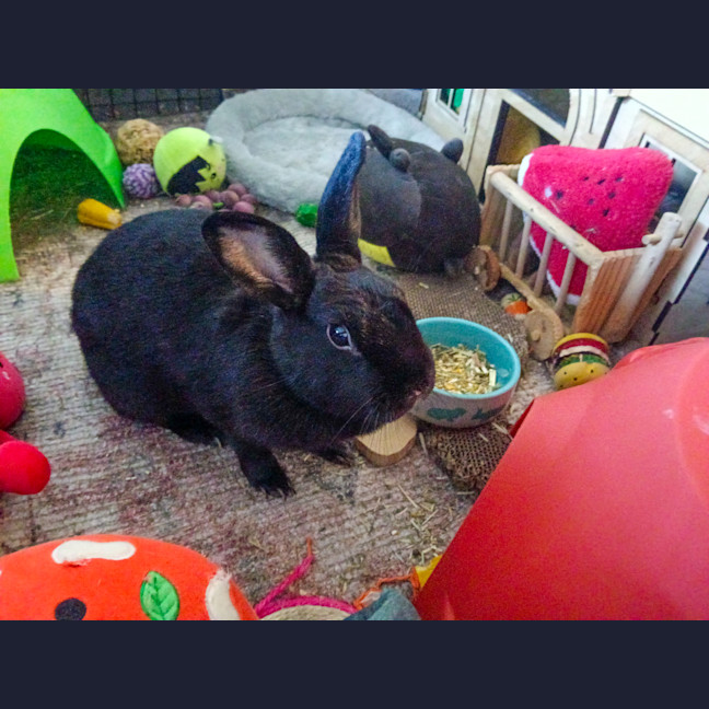 Photo of Dutchess