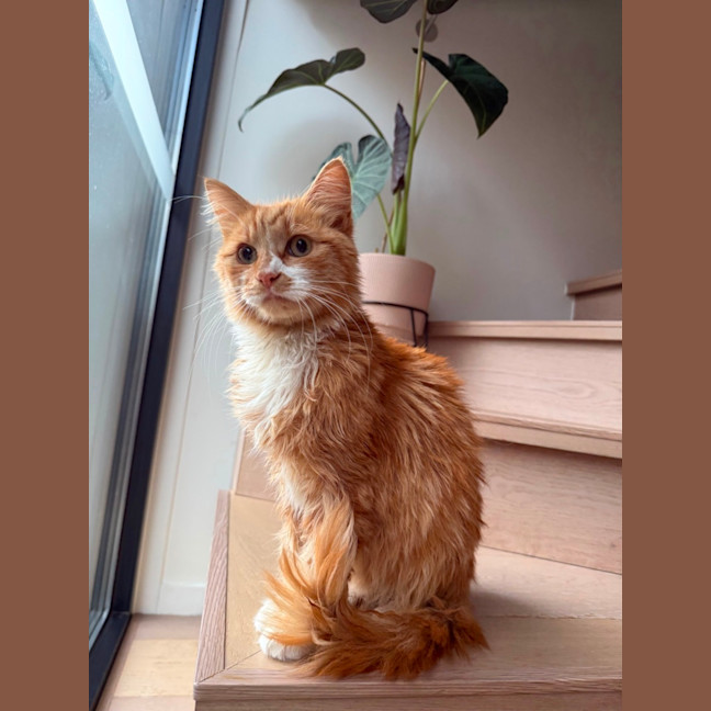 Photo of Sunny   Your Ray Of Sunshine