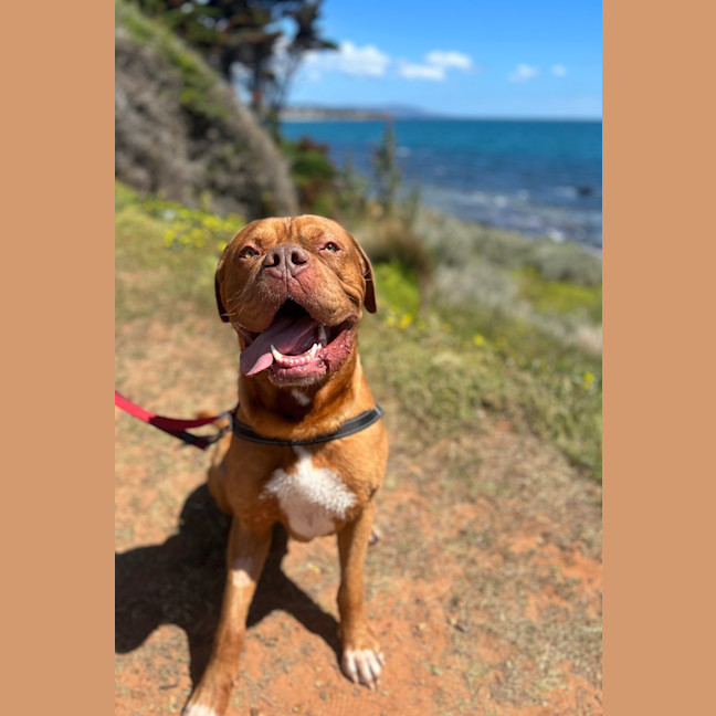 Photo of Apollo
