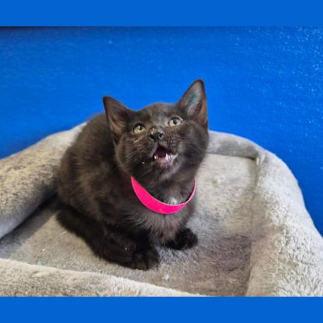Photo of Panther