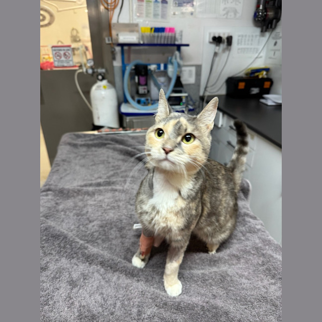 Photo of Gentleheart (Gingerbread)