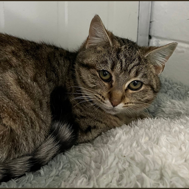Photo of Tinkerbell