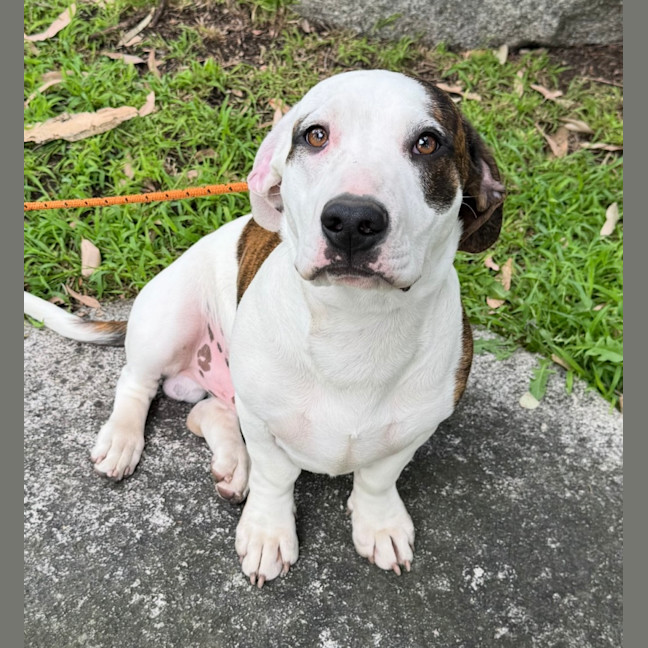 Photo of Chilli Flake 