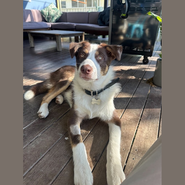 Photo of Chester