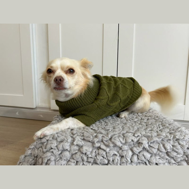 Photo of Oscar