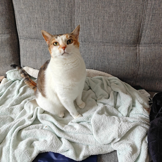 Photo of Mango / Cleo