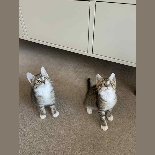 Photo of Oliver And Daisy 