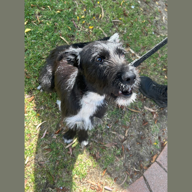 Photo of Smiffy