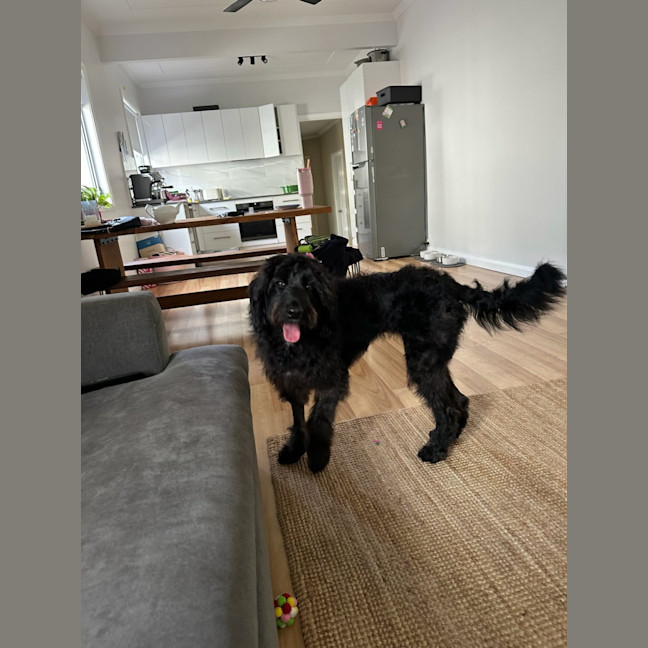Photo of Nova