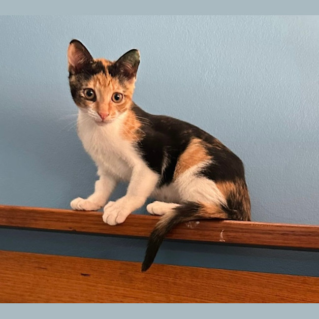 Photo of Peaches