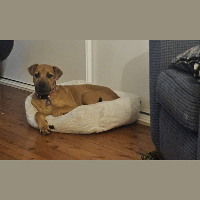 Photo of Winnie   5 Month Old Shar Pei X Staffy