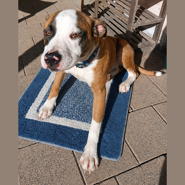 Photo of Bowie   8 Month Old Boxer X Staffy
