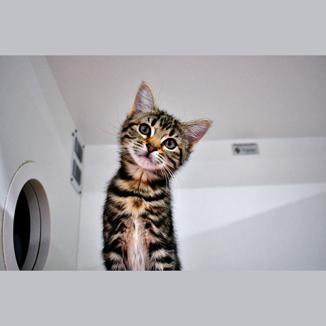 Photo of Hattie