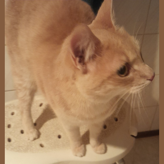 Photo of Narla (Empty The Nest $50 Adoption Special)