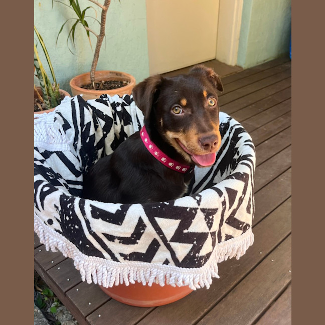 Photo of Harley