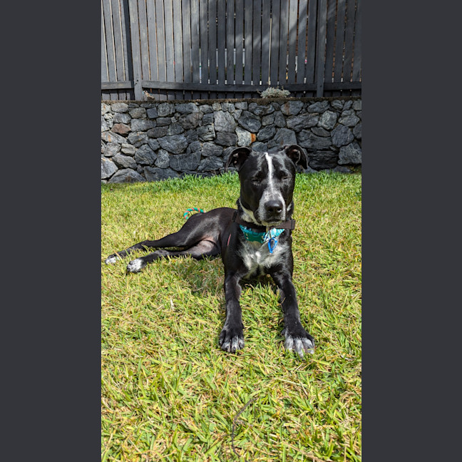 Photo of Frankie