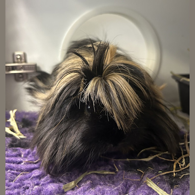 Photo of Piggy (Bonded With Pea)