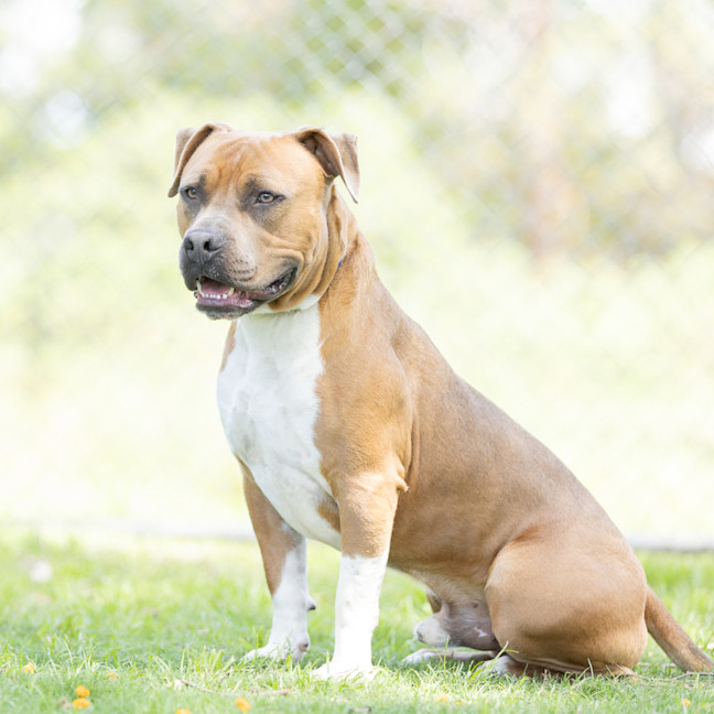 Photo of Yogi