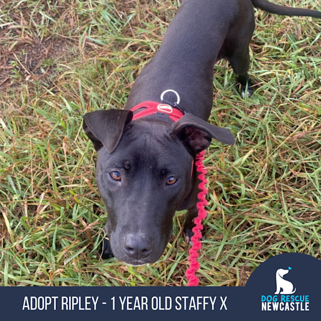 Photo of Ripley   1 Year Old Staffy X