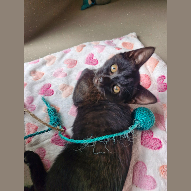 Photo of C1544 Odessa