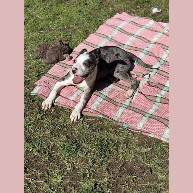 Photo of Ziggy