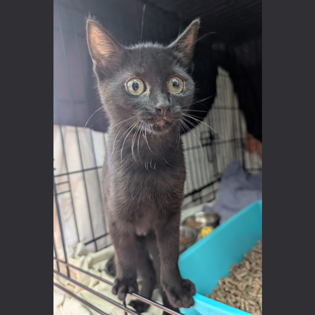 Photo of Kiki