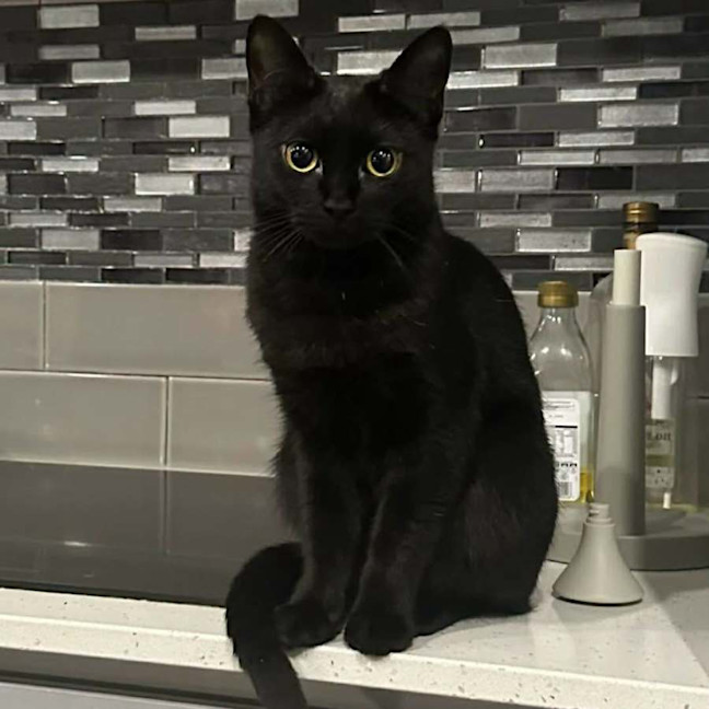 Photo of 12955   Black Beauty 