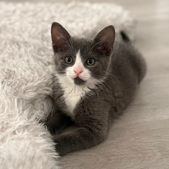 Photo of Ziggy 💙🧶