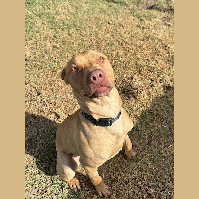 Photo of Goose