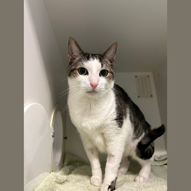 Photo of Houdini
