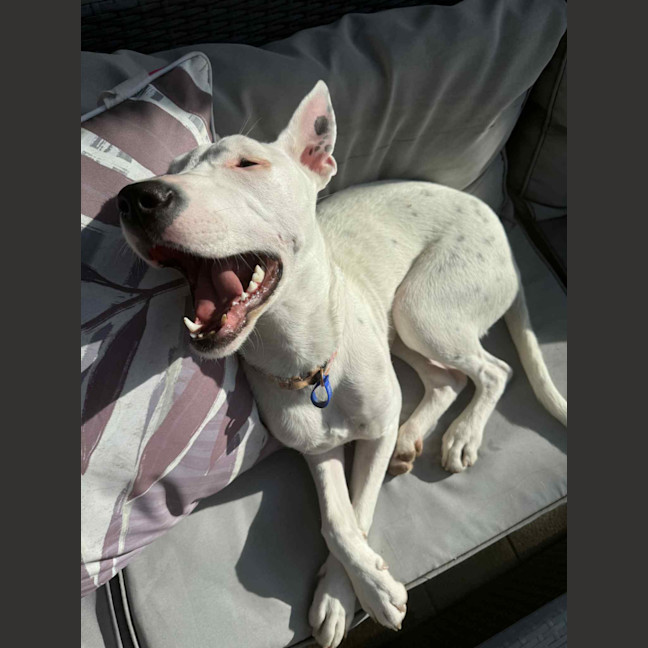 Photo of Dolly🌺8 Month, Cattle Dog X (On Trial 4/11/25)