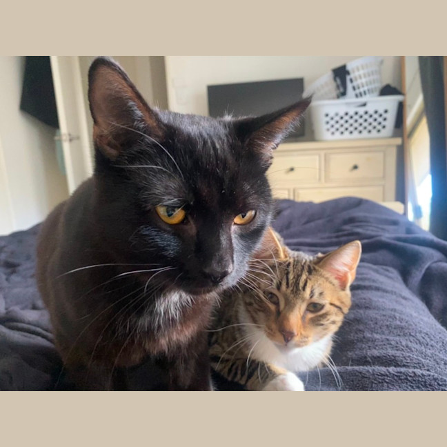 Photo of Jinx (With Bruni)