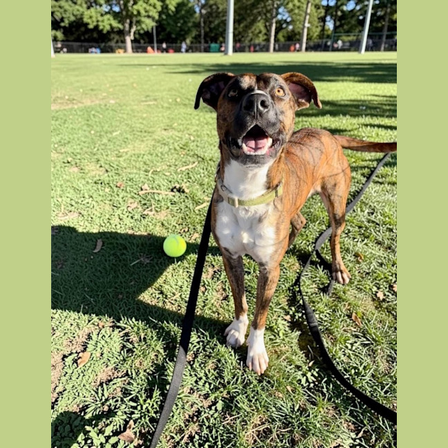 Photo of Butch