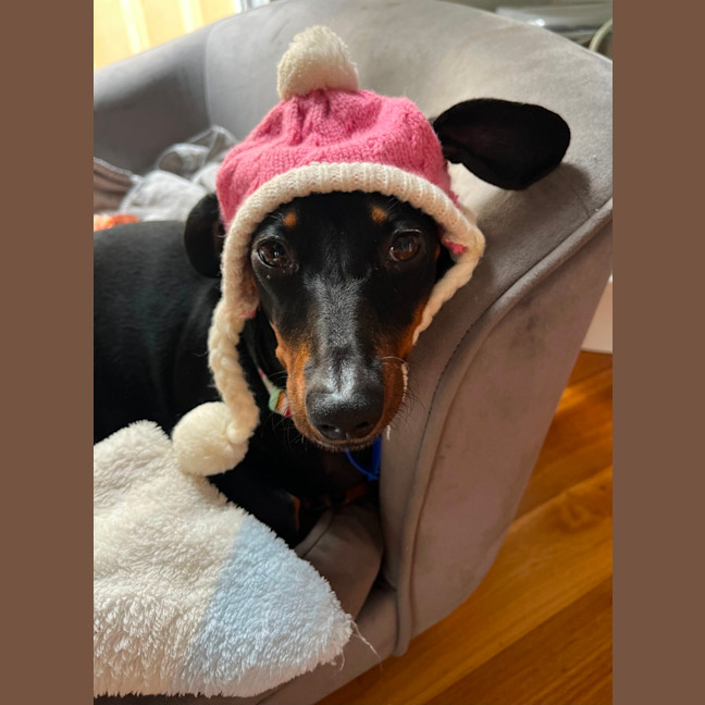 Photo of Lilah   4 Year Old Dachshund