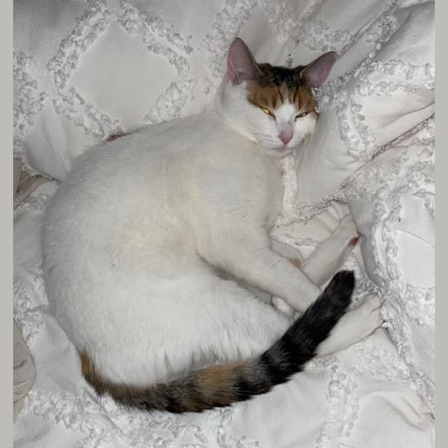 Photo of Daisy