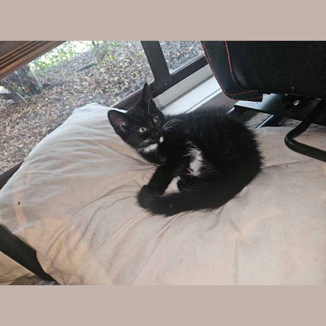 Photo of Panther Lilly