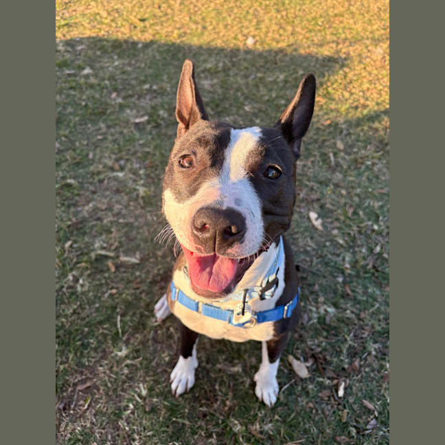 Photo of Lola